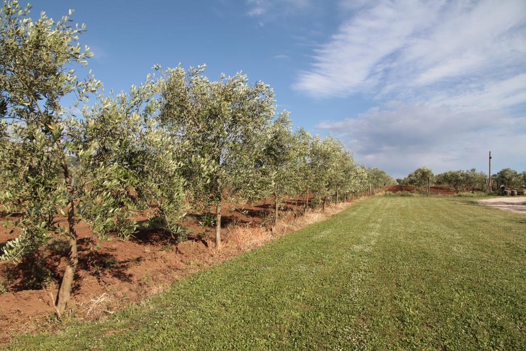 Agriturismo La Ronca San Vincenzo Kültér fotó